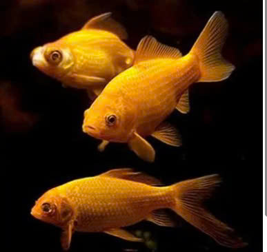 Nằm mơ thấy3 bắt cá vàng điềm báo đánh con gì 7 z7173936918910 1e4b941e6786d603b756a7f9d4d1a9ff